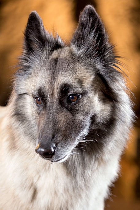 foto Perro Tervuren Belga