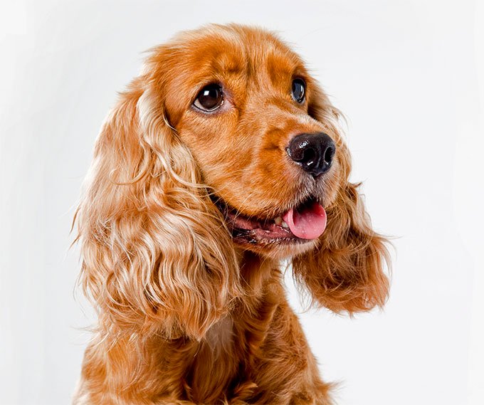 foto Perro Springer Spaniel Inglés