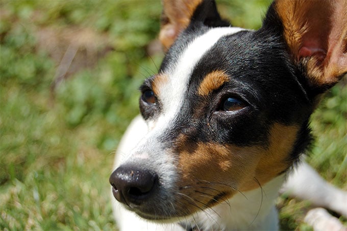 foto Perro Fox Terrier Toy