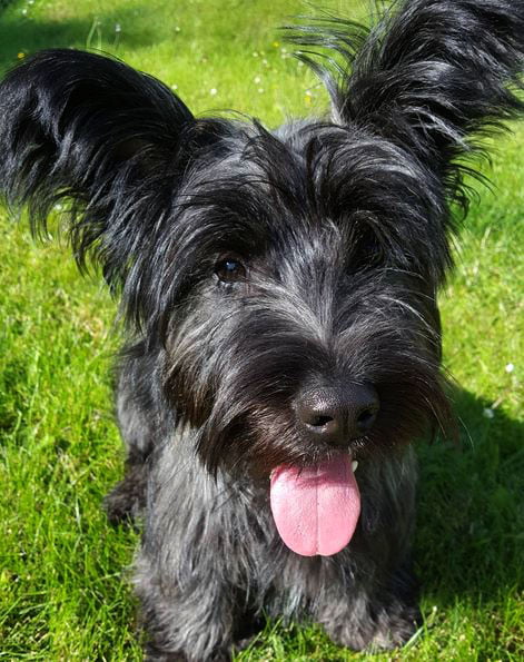 foto Perro Skye Terrier