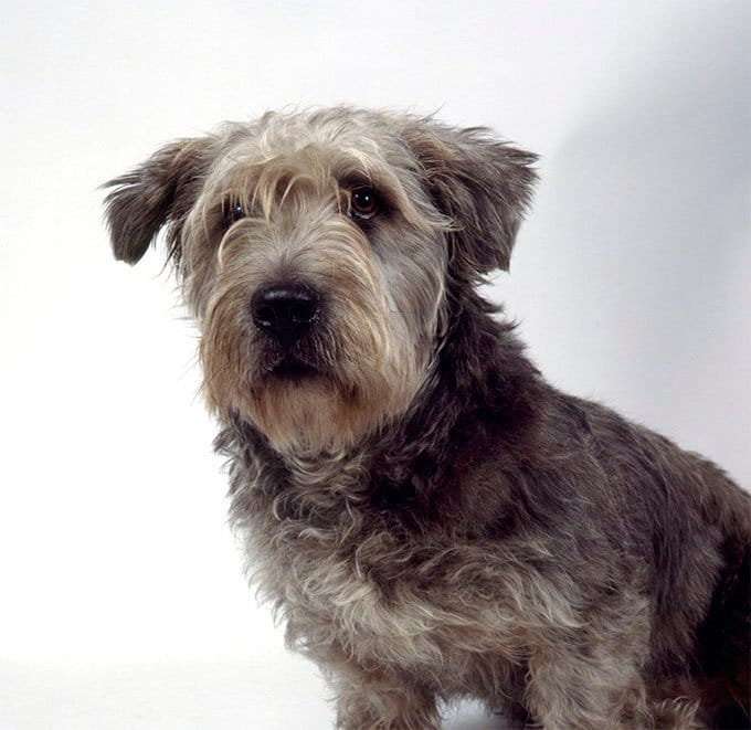 foto Perro Terrier de Glen of Imaal