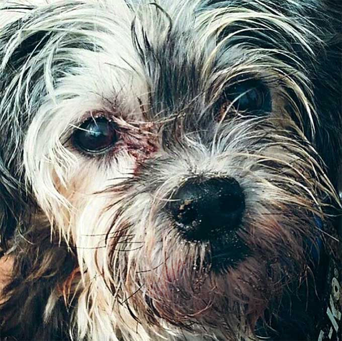 foto Perro Lowchen