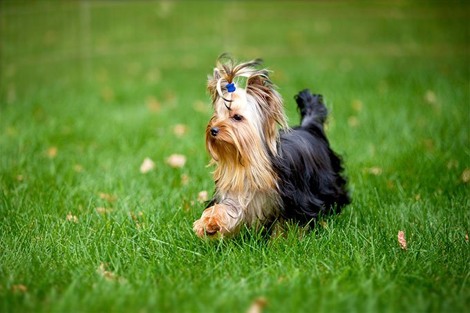foto Perro Yorkshire Terrier