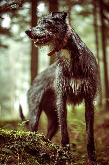 foto Deerhound escocés - Información, fotos, características y hechos