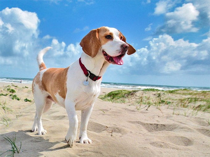 foto Perro Beagle