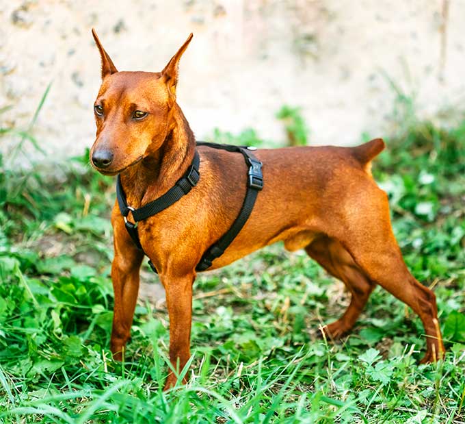 foto Perro Pinscher Miniatura