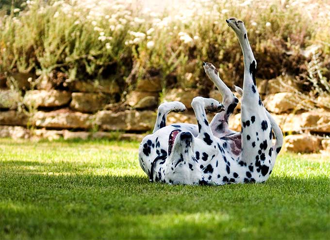 foto Perro dálmata