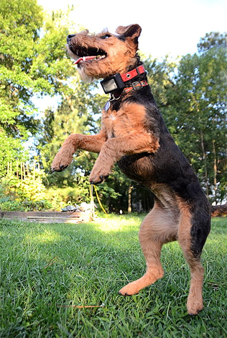 foto Perro Welsh Terrier