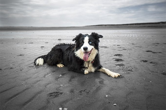 foto Perro Border Collie