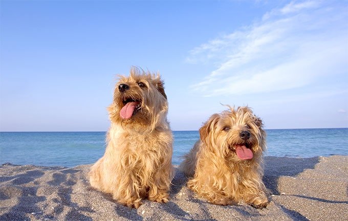 foto Perro Norfolk Terrier