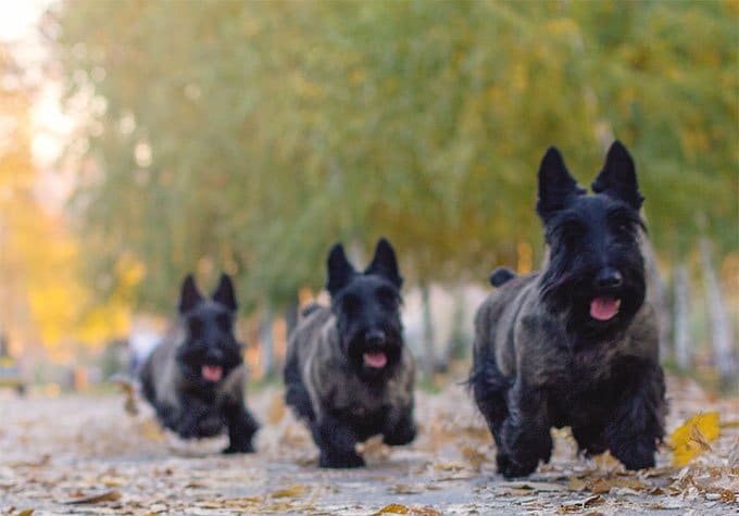 foto Perro Terrier Escocés