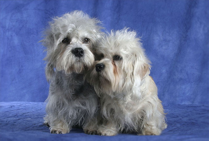 foto Dandie Dinmont Terrier