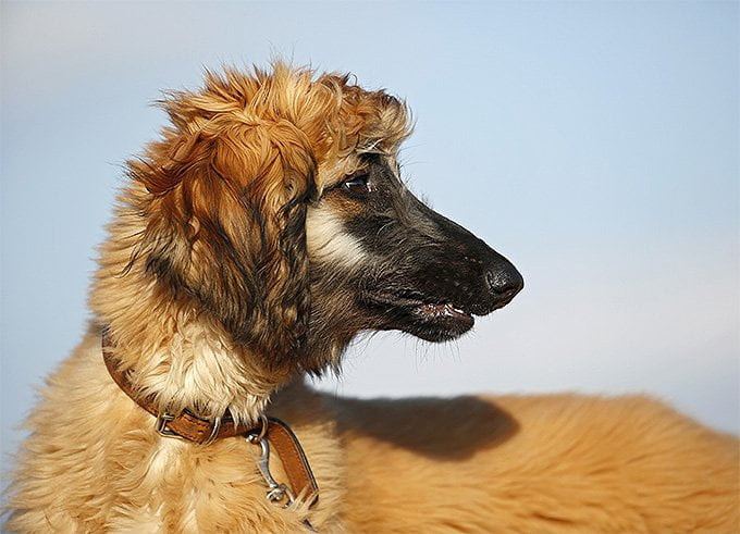 foto Perro de raza afgana