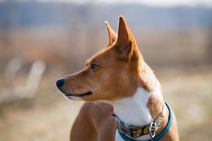 foto Perro Basenji