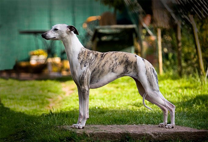 foto Información, fotos, características y datos de la raza de perro Whippet