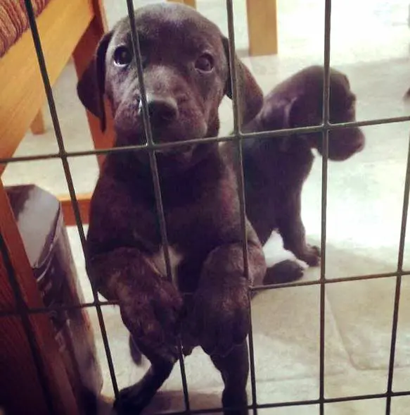 foto Perro Plott