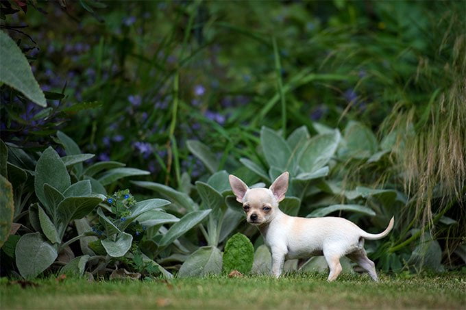 foto Perro Chihuahua