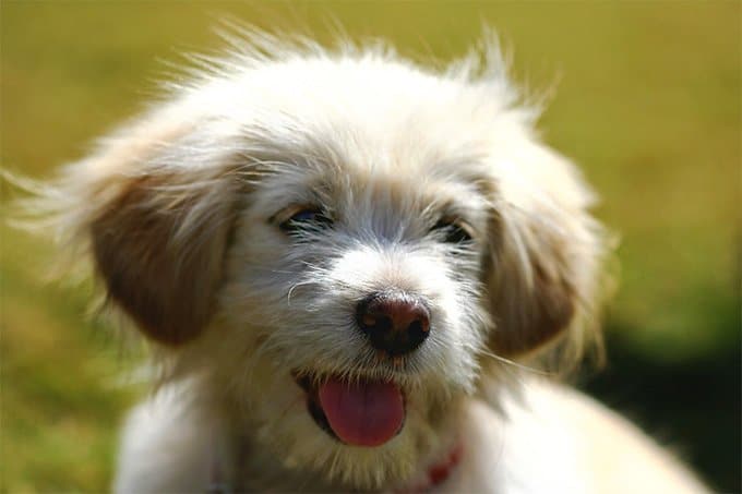foto Perro Lhasa Apso