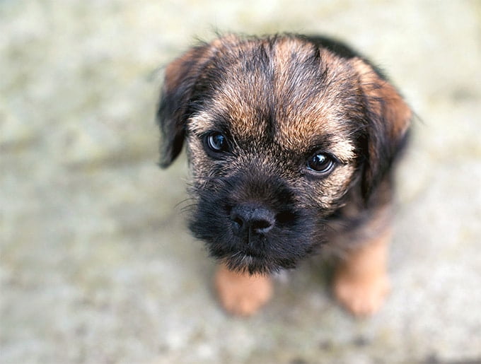 foto Perro Border Terrier