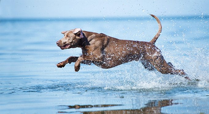foto Perro Weimaraner