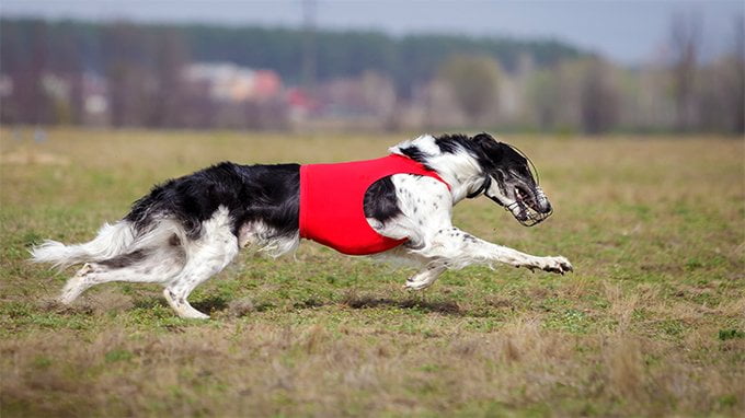 foto Perro Borzoi