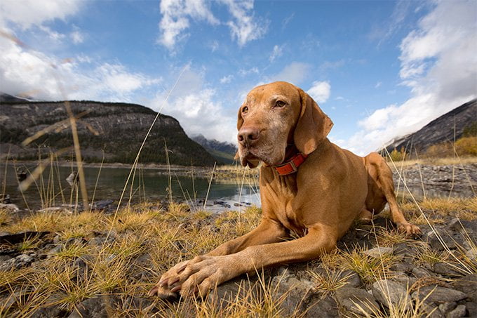 foto Perro Vizsla