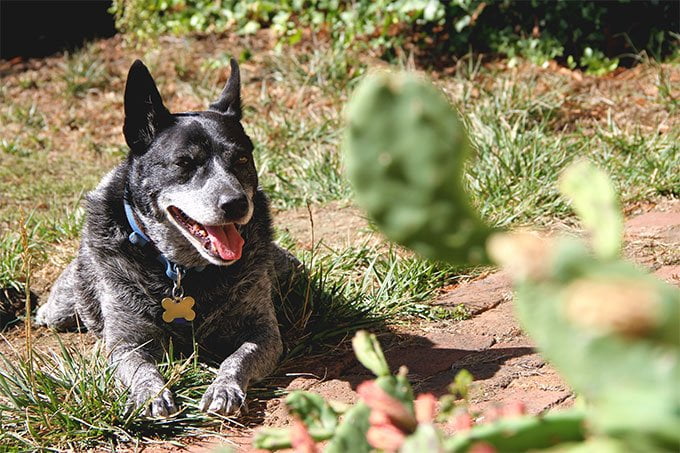 foto Perro Boyero Australiano