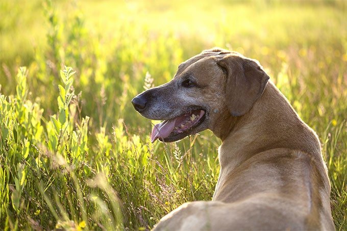 foto Información, fotos, características y datos de la raza de perro Rhodesian Ridgeback
