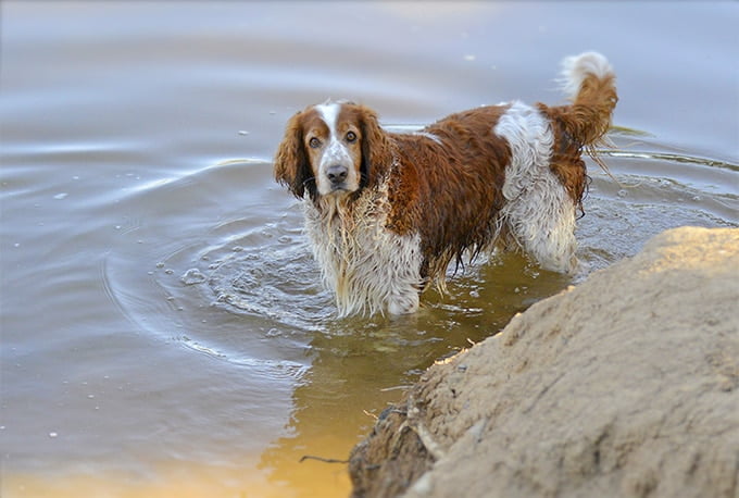 foto Perro Welsh Springer Spaniel