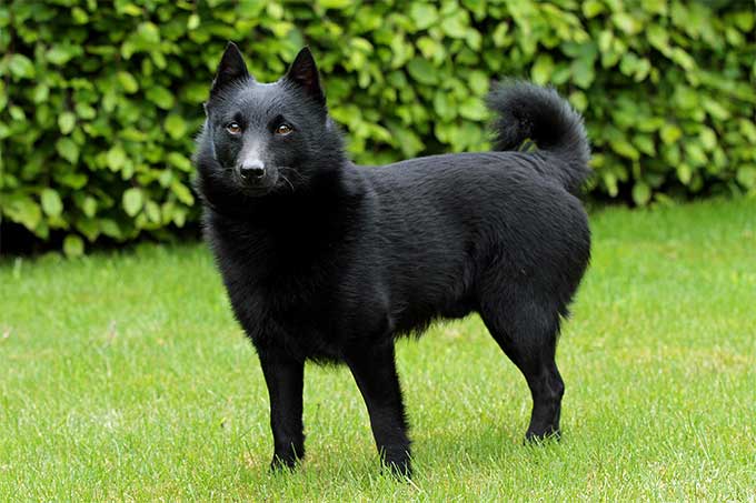 foto Perro Schipperke