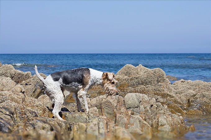 foto Perro Fox Terrier