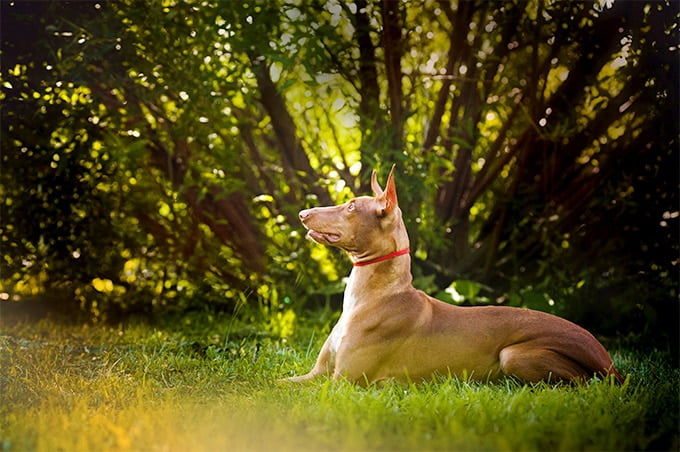 foto Información sobre la raza de perro Pharaoh Hound, fotos, características y hechos