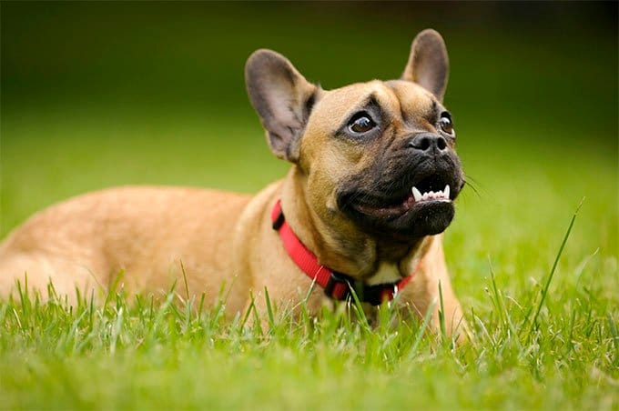 foto Perro Bulldog Francés