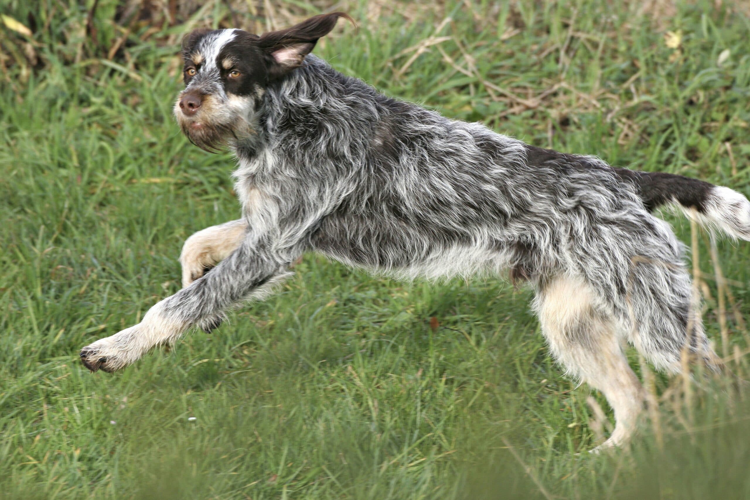 foto Perro de pelo duro (Wirehaired Pointer Griffon)