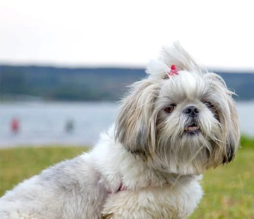 foto Perro Maltés