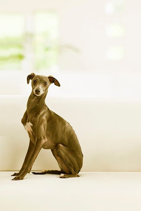 foto Perro Galgo Italiano