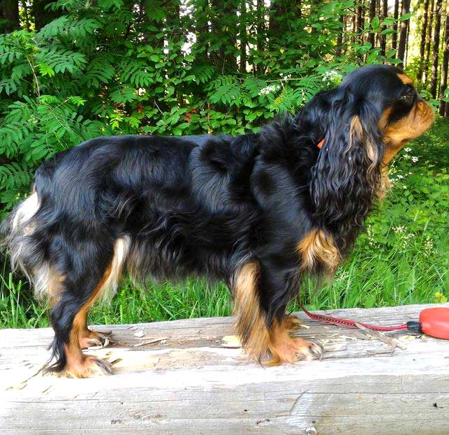 foto Perro de raza Toy Spaniel Inglés