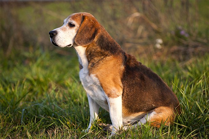 foto Perro Foxhound Americano