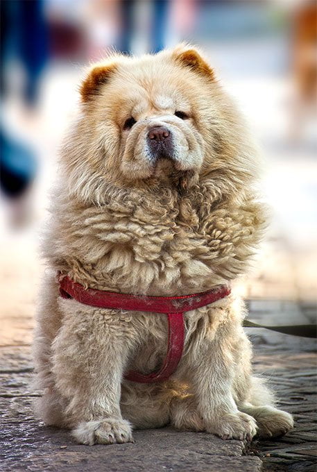 foto Chow Chow Perro