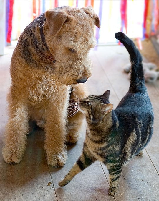 foto Perro Airedale Terrier