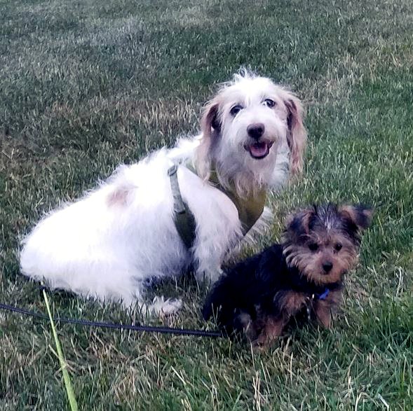 foto Perro de raza Petit Basset Griffon Vendeen