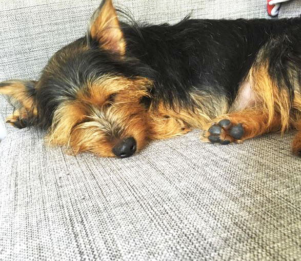 foto Perro Terrier Australiano