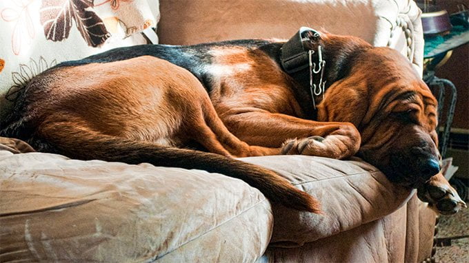 foto Perro Bloodhound