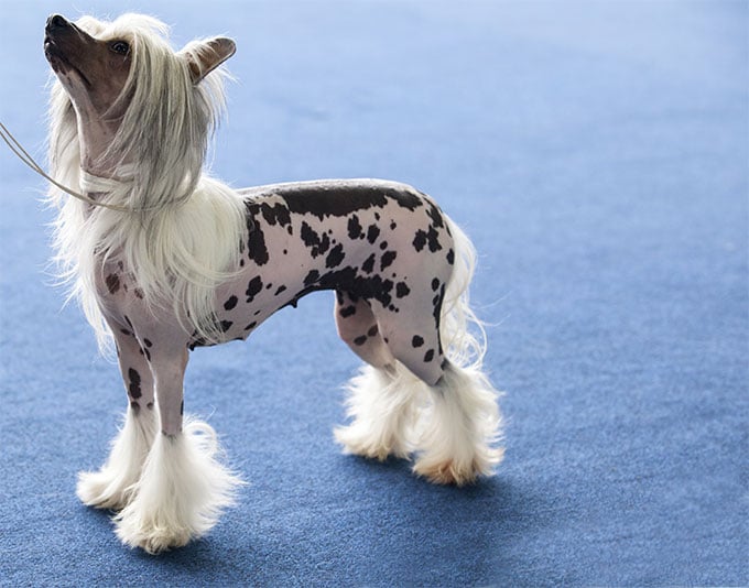 foto Perro Crestado Chino