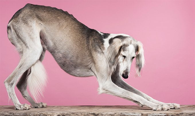 foto Información sobre la raza de perro Saluki, fotos, características y hechos