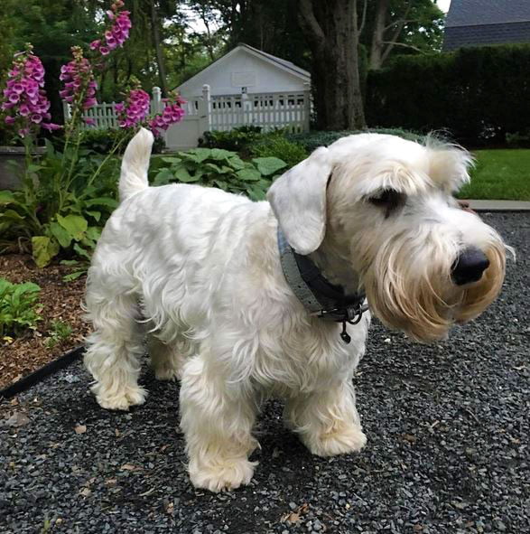 foto Perro Terrier de Sealyham