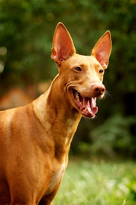 foto Información sobre la raza de perro Pharaoh Hound, fotos, características y hechos