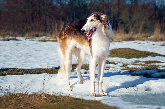 foto Perro Borzoi