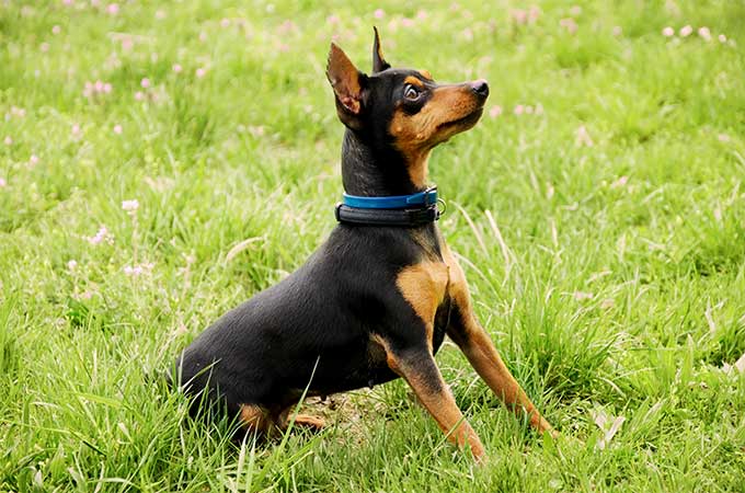 foto Perro Pinscher Miniatura