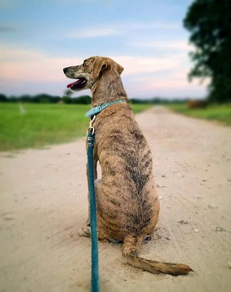 foto Perro Plott
